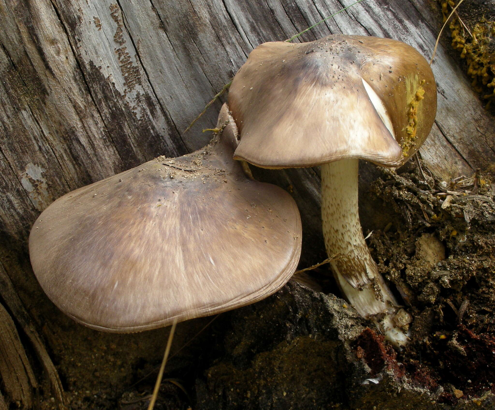 Image of Pluteus orestes Vellinga & Justo 2014