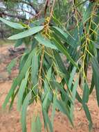 Plancia ëd Eucalyptus exserta F. Müll.