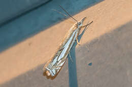 Image of Whitmer's Sod Webworm Moth