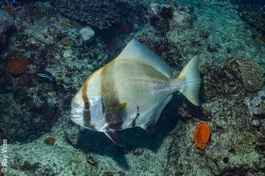 Image of Humpback batfish