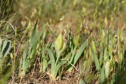 Plancia ëd Iris arenaria Waldst. & Kit.