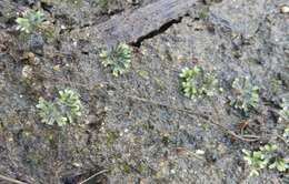 Image of Riccia huebeneriana subsp. sullivantii (Austin) R. M. Schust.