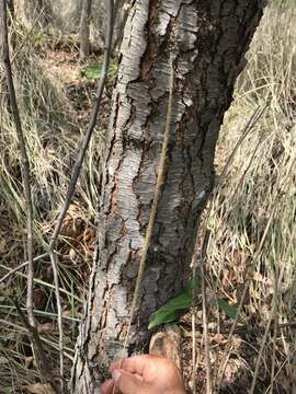 Imagem de Muhlenbergia macroura (Kunth) Hitchc.