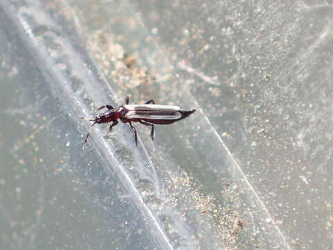 Image of Aeolothrips kuwanaii Moulton 1907