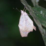 Image of Amphidecta pignerator Butler 1867