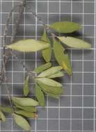 Forestiera tomentosa S. Watson的圖片