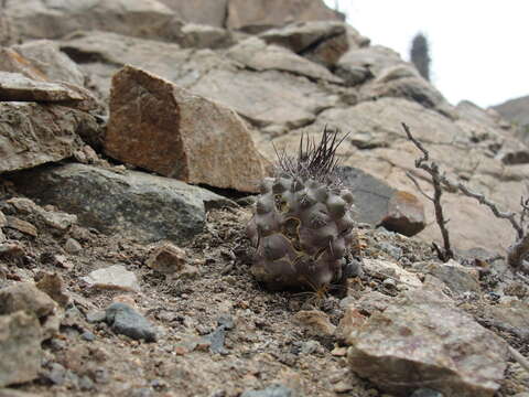 Image de Copiapoa humilis subsp. humilis