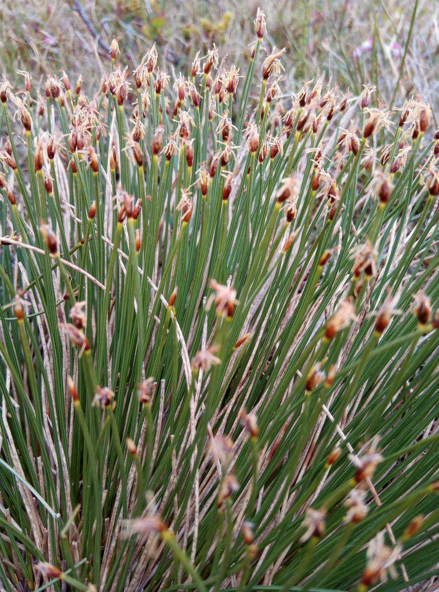 Image of Trichophorum cespitosum subsp. cespitosum