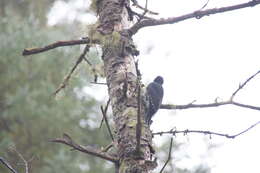 Image of Black-backed Woodpecker