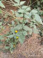 Image of <i>Bidens <i>pilosa</i></i> var. pilosa