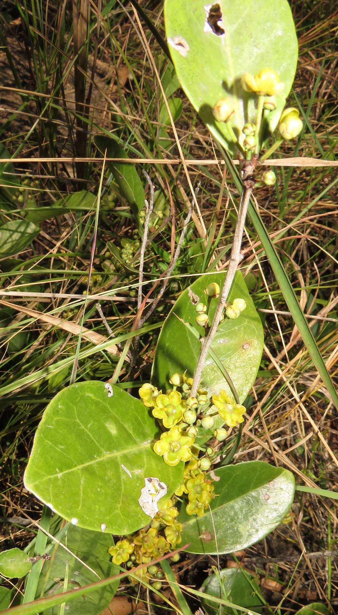 Image of Salacia kraussii (Harv.) Harv.