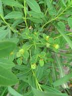 Image of Euphorbia adenochlora C. Morren & Decne.