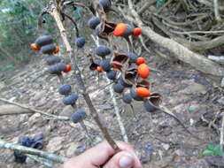 Imagem de Erythrina rubrinervia Kunth