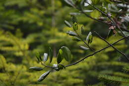 Ceanothus velutinus var. laevigatus Torr. & A. Gray resmi