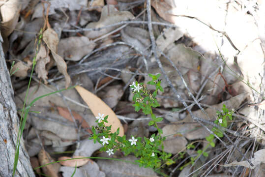 Image of Orianthera serpyllifolia (R. Br.) C. S. P. Foster & B. J. Conn