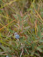 Image de Vaccinium uliginosum subsp. uliginosum