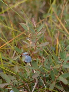 Imagem de Vaccinium uliginosum subsp. uliginosum