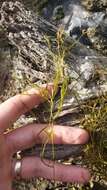 Image of Lesser Pondweed