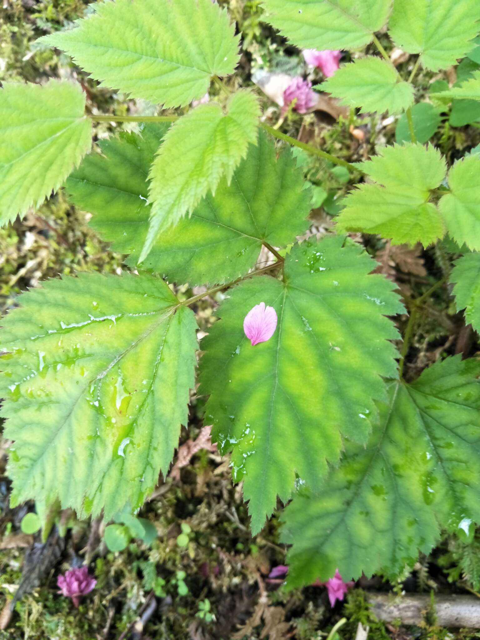 Image de Astilbe longicarpa (Hayata) Hayata