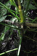 Image of Anthurium colonense Croat