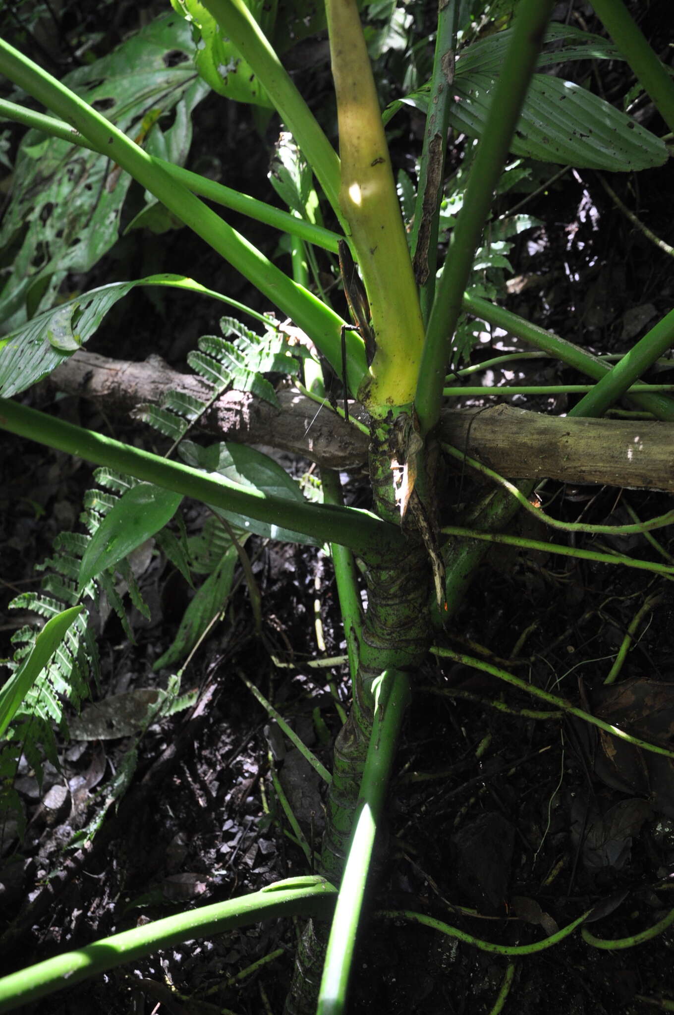 Image of Anthurium colonense Croat