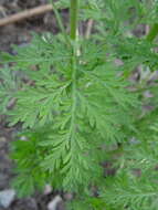 Imagem de Artemisia abrotanum L.