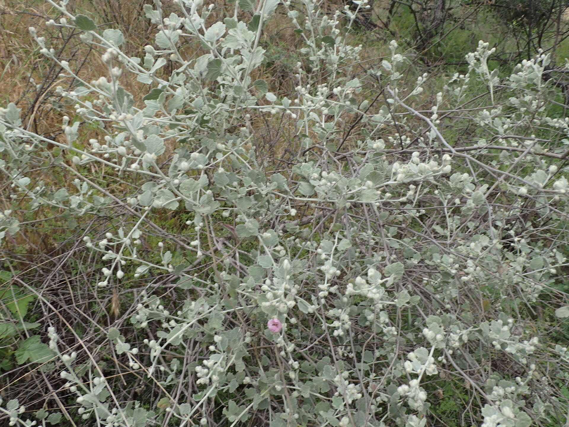 Image of slender bushmallow