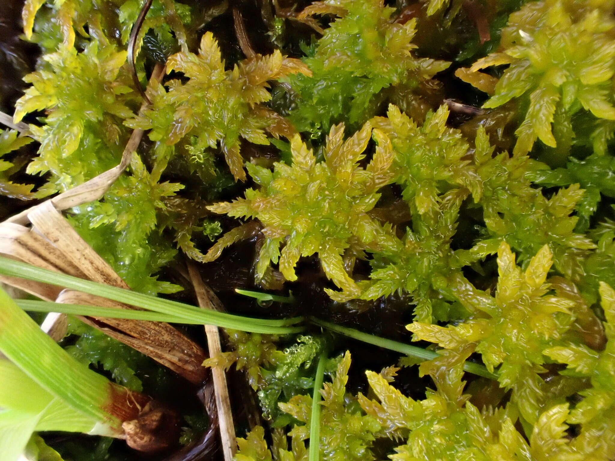 Image of slender cow-horn bog-moss