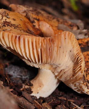 Image of Russula neerimea Grgur. 1997