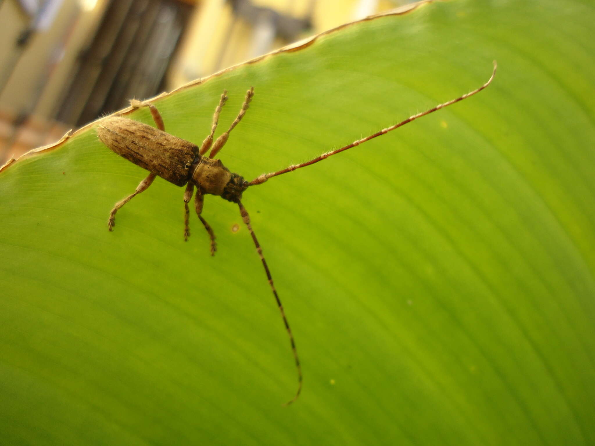 Image of Deroplia annulicornis (Brullé 1839)