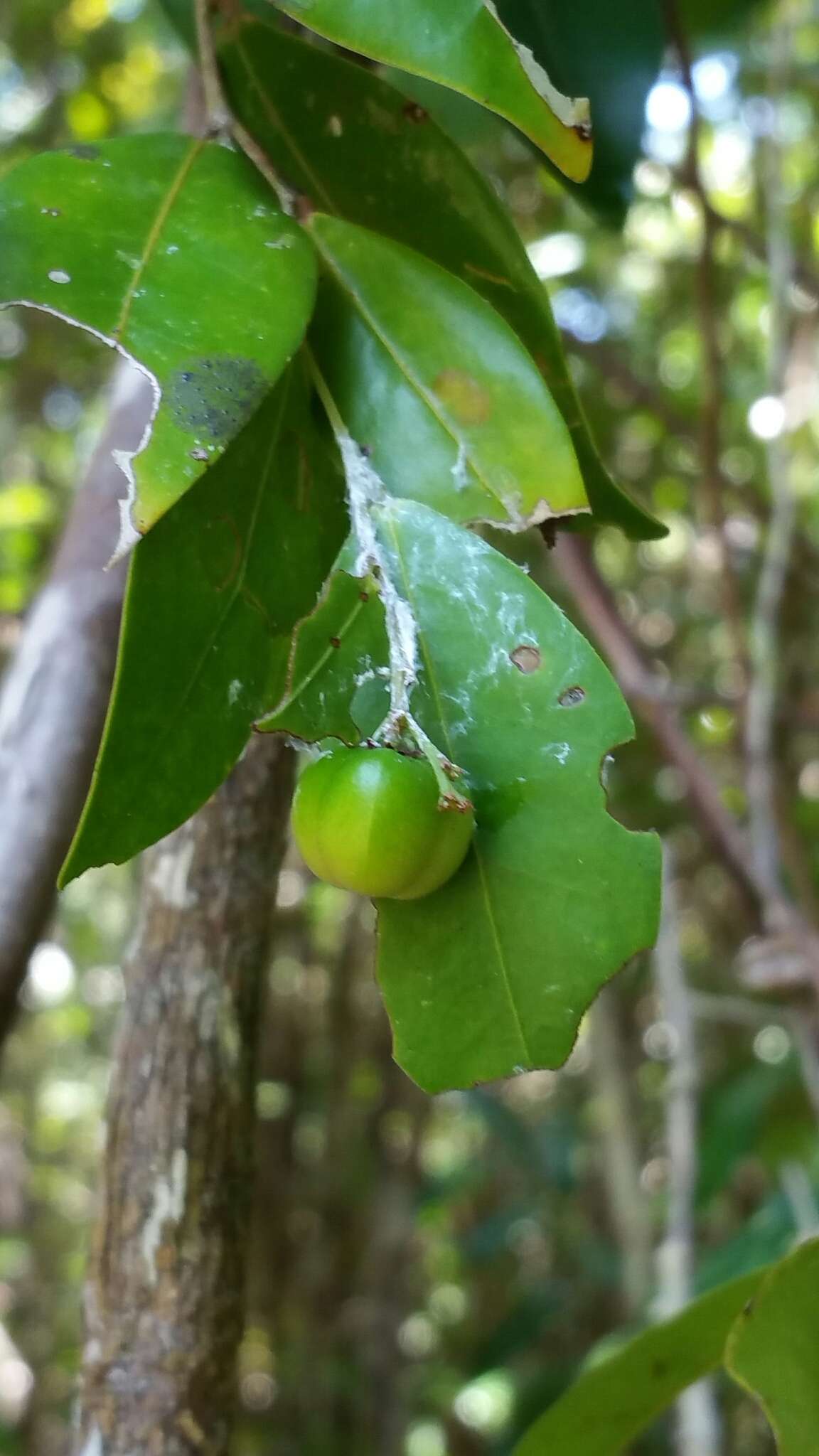 Image of Wielandia platyrachis (Baill.) Petra Hoffm. & McPherson