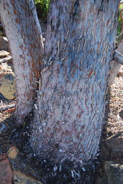 Image of Baker Cypress