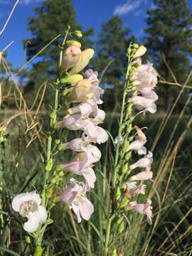 Plancia ëd Penstemon linarioides A. Gray