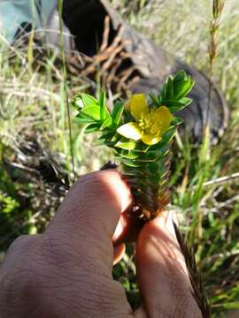 Image of Hypericum mexicanum L.