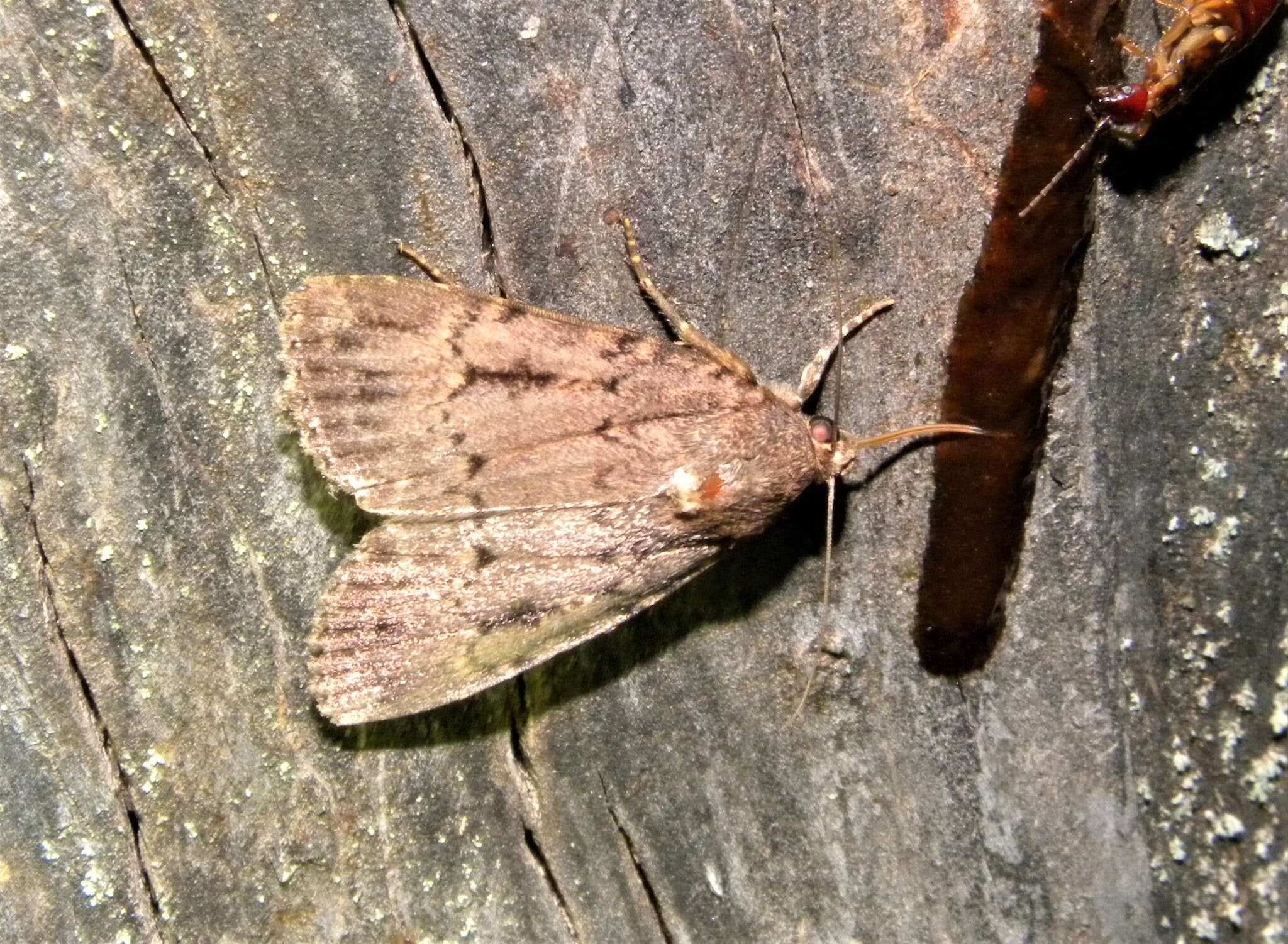 Слика од Amphipyra pyramidea Linnaeus 1758