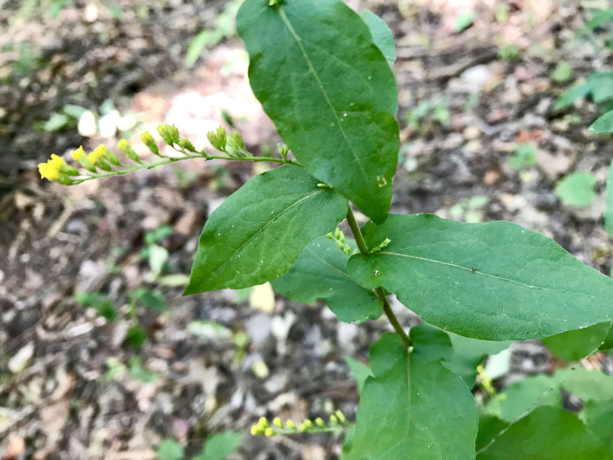 Image of eared goldenrod