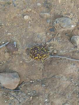 Image of Globular Frog