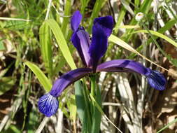 Image of Iris sintenisii Janka