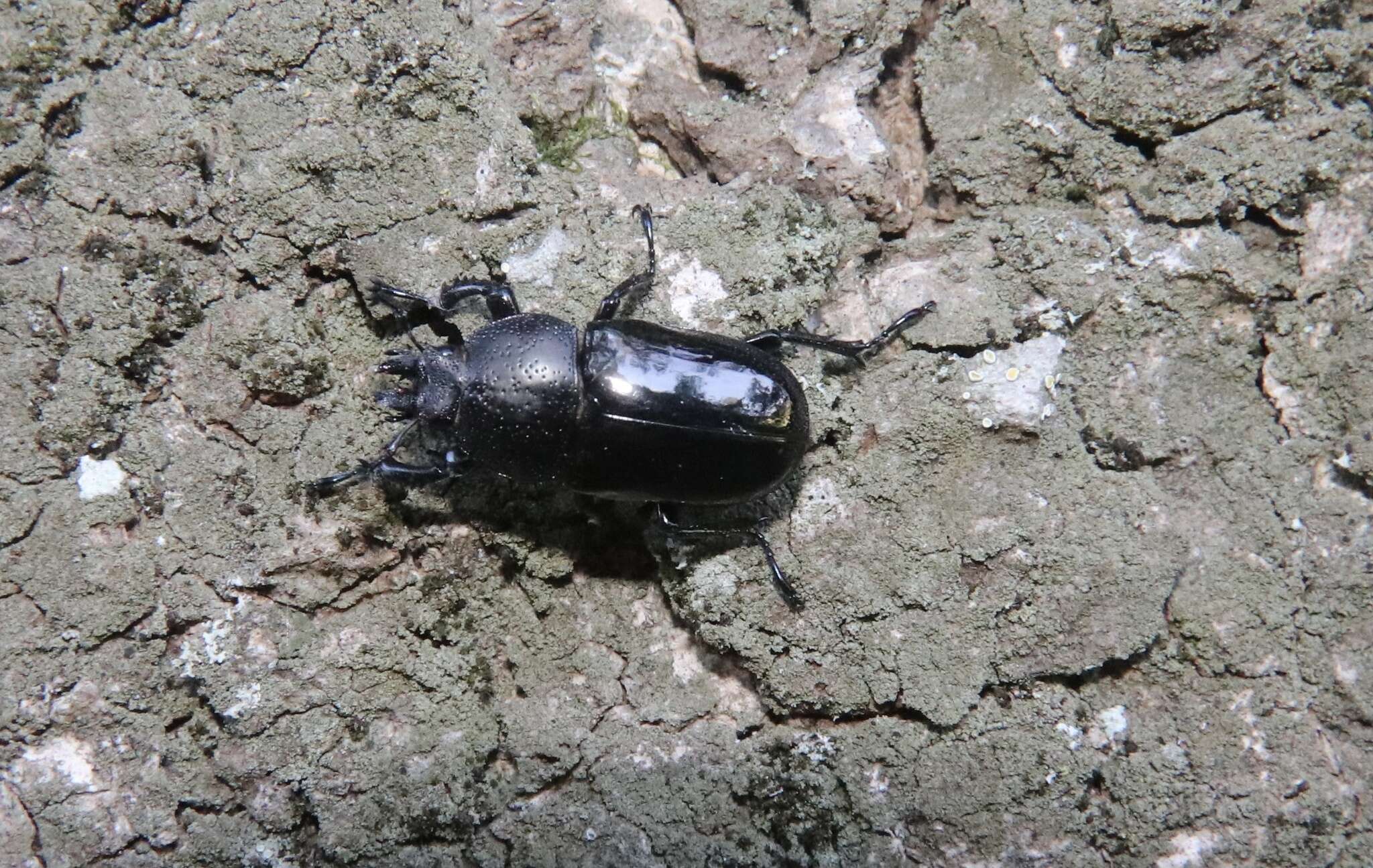 Image de Streptocerus speciosus Fairmaire 1850