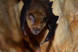 Image of Horsfield's Leaf-nosed Bat