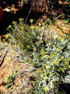 Image of Helichrysum excisum (Thunb.) Less.