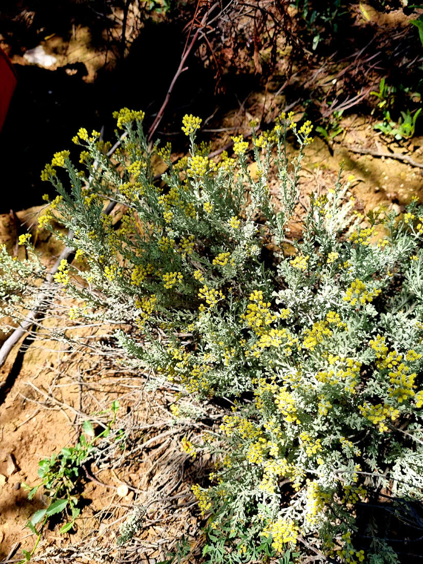 Sivun Helichrysum excisum (Thunb.) Less. kuva