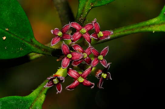 Image of Aucuba chinensis Benth.