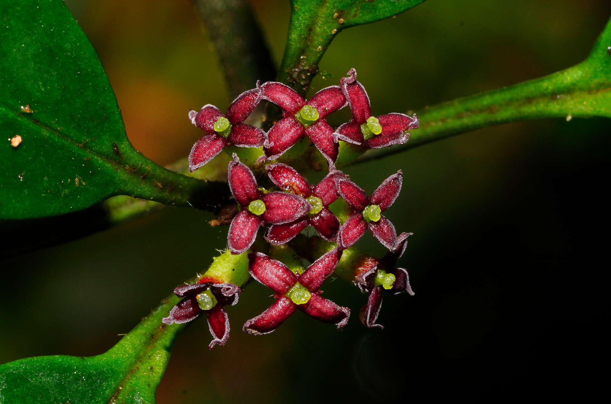 Image of Aucuba chinensis Benth.