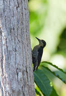 Слика од Melanerpes chrysauchen Salvin 1870