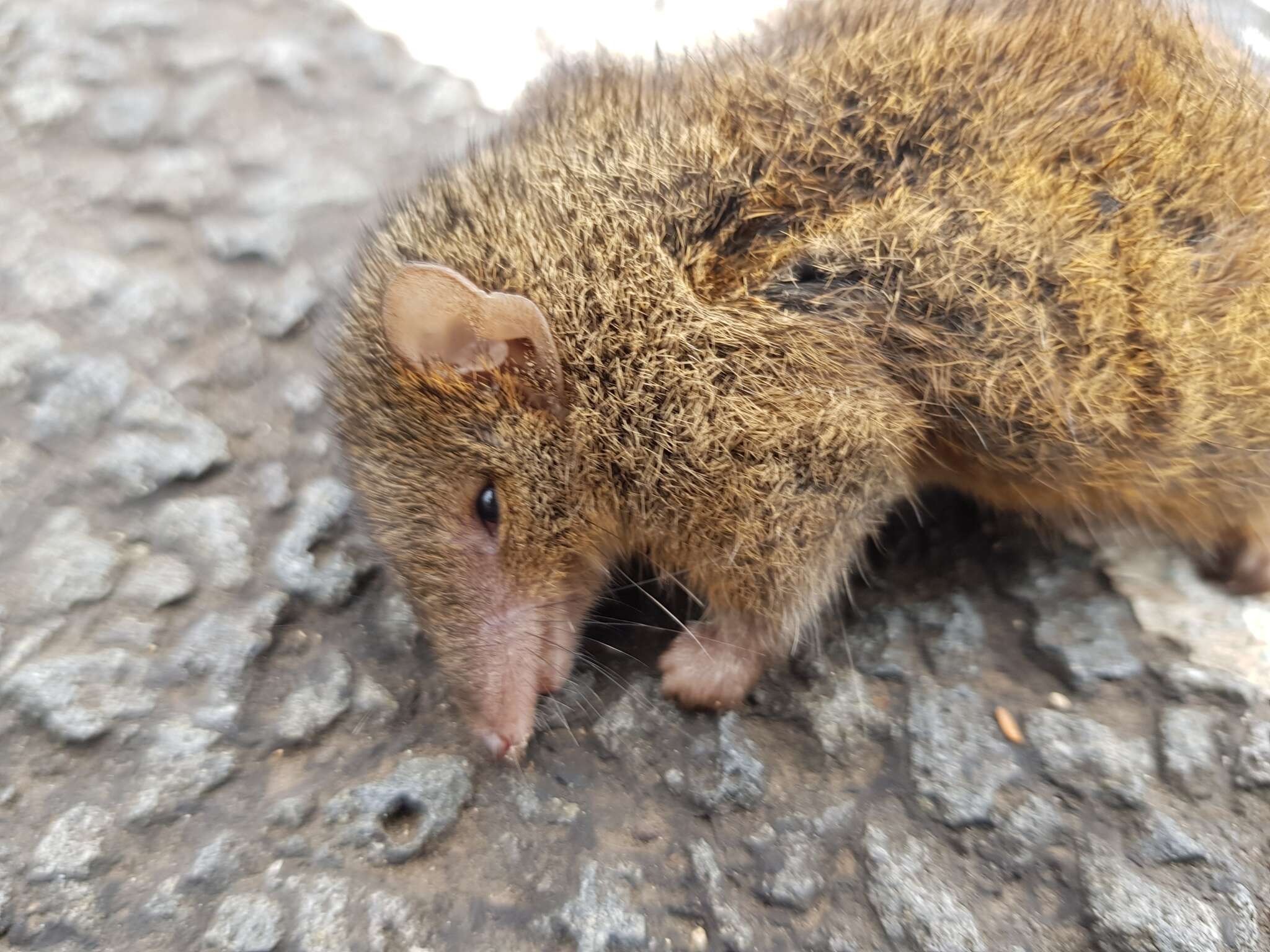 Image of Little Tasmanian Marsupial-mouse