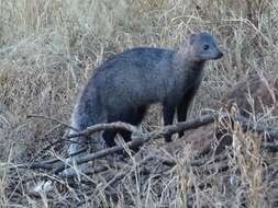 Image of White-tailed Mongoose