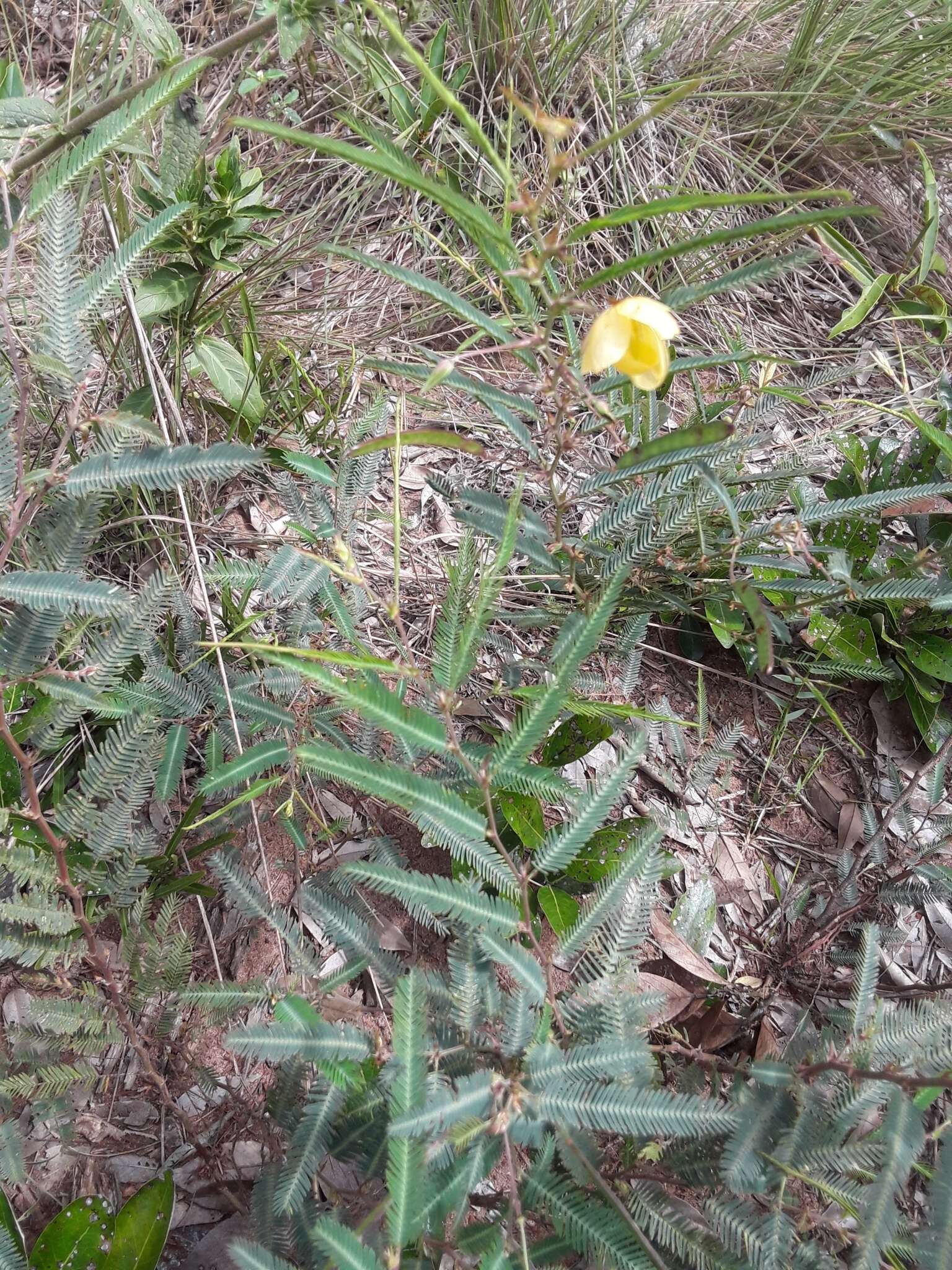 Image of Texas sensitive pea