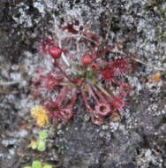 Image of Drosera pygmaea DC.