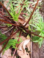 Image of Viola chaerophylloides var. sieboldiana (Maxim.) Makino